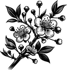Black vector illustration on white background of a cherry blossom branch, highlighting delicate flowers for spring themes.