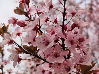 Decorative pink Plum (Prunus) tree blossom, closeup