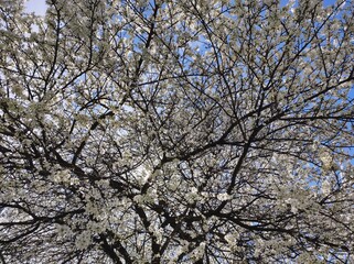 Plum (Prunus) tree spring blossom
