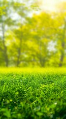 Fototapeta na wymiar summer beautiful natural landscape with lawn with cut fresh grass in early morning with light fog panoramic spring background