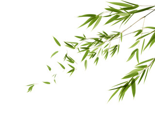 Naklejka premium Serene Green Bamboo Leaves on a Pristine White Background