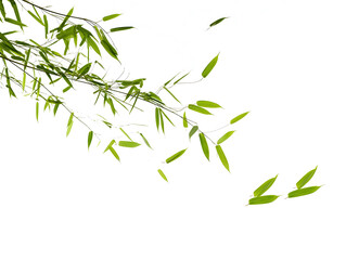 Serene Green Bamboo Leaves on a Pristine White Background