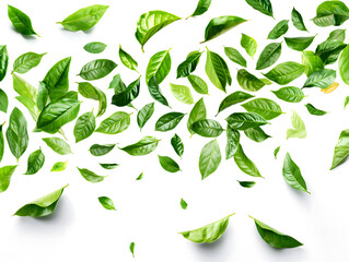 Fresh Green Leaves Floating on a White Background
