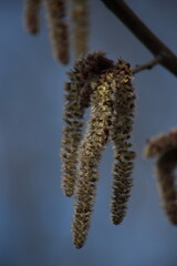catkins in spring