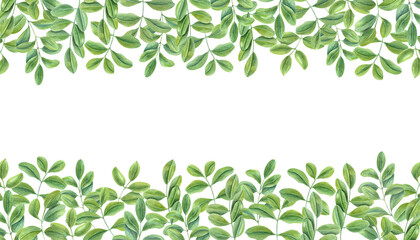 Obraz premium Green leaves. Horizontal frame of climbing Branches of Asian plant. Cassia, Wisteria. Copy space for text. Watercolor illustration isolated on white background. For postcards, greetings, invitation