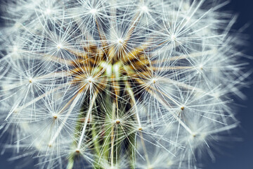 Extreme macro close up dandelion seeds in summer. Change growth movement direction concept. Inspirational natural floral spring or summer background. Ecology nature new cycle