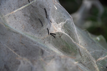 Caterpillar plague in Germany, Europe