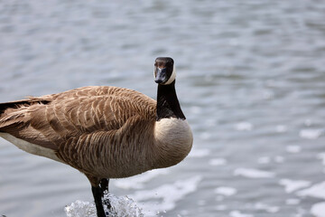 closeup of a Canadian Goose at the waterfront