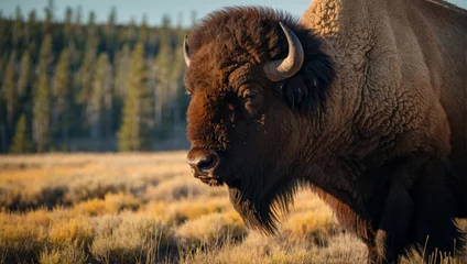 Rolgordijnen Yellowstone Bison  © rouda100