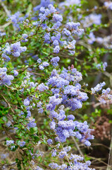 California lilac wildflowers growing in the canyon