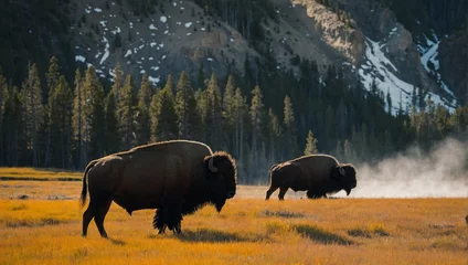 Wandcirkels tuinposter Yellowstone Bison  © rouda100