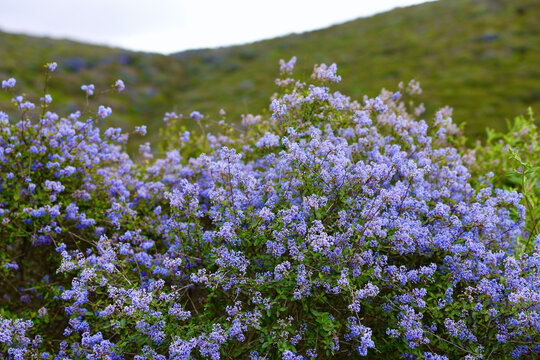 California wild lilac growing in the coastal canyons