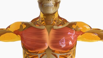 Pectoral Muscle anatomy for medical concept 3D rendering