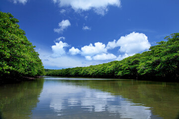 Fototapeta na wymiar カヌーから見たマングローブ林の風景