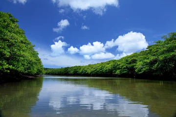 Fotobehang カヌーから見たマングローブ林の風景 © akira_yonezu