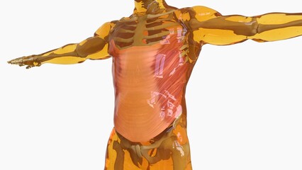 Abdominal External Oblique Muscle anatomy for medical concept 3D rendering