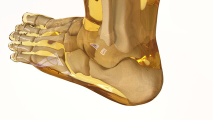 Human skeleton anatomy For Medical Concept 3d rendering