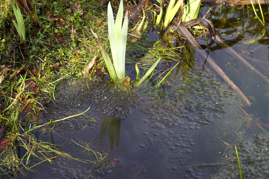 Frogspawn of the common frog (Rana temporaria). In a pond. Waterfront with iris, grass. Dutch garden. Spring, March, Netherlands  
