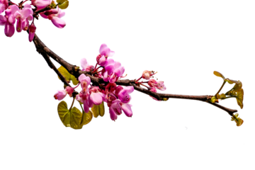flowers pink isolated  pink redbud tree flowers  in srping