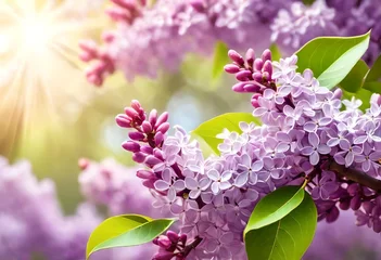 Fototapeten lilac flowers on a leaves © aimenyounas