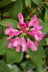 Obraz premium Pink rhododendron flower