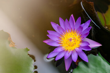 Purple lotus flower and reflection in the pool.