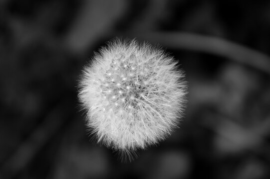 dandelion seed head black and white