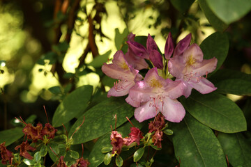 Pink rhododendron flower