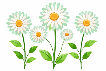 Daisy flower collection isolated on white background