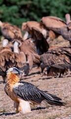Bearded Vulture in the Pyrenees, Spain.
