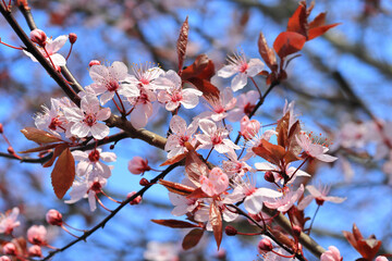 Pink cherry flowers on a blue sky background
