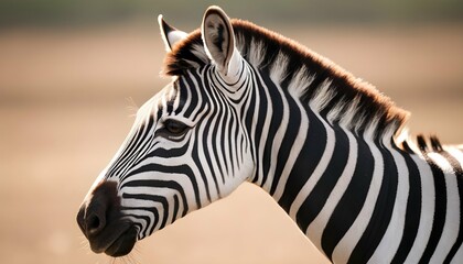 Fototapeta na wymiar A Zebra With Its Nostrils Flaring As It Sniffs The