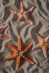 The starfish are lying on the sand. View from above. The concept of a summer sea or beach