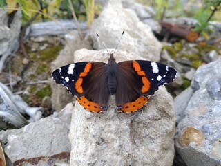 Red admiral (Vanessa atalanta) butterfly on the stone