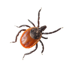 Close up deer tick isolated on white or transparent background, png clipart, design element. Easy to place on any other background.