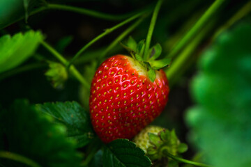 Red ripe strawberry on plant in the garden. Selective focus. Shallow depth of field.