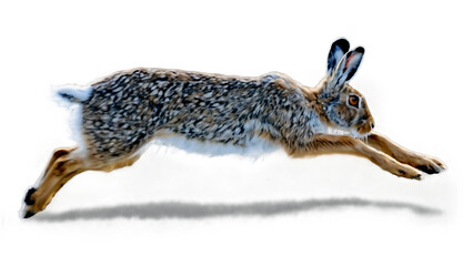 A hare running on a white background