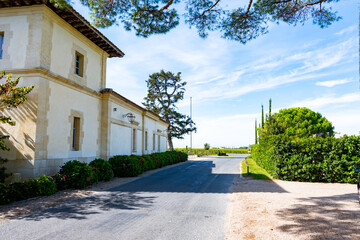Harvest grapes in Pomerol village, production of red Bordeaux wine, Merlot or Cabernet Sauvignon grapes on cru class vineyards in Pomerol, Saint-Emilion wine making region, France, Bordeaux