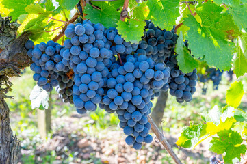 Merlot or Cabernet Sauvignon red wine grapes ready to harvest in Pomerol, Saint-Emilion wine making...