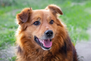 Good-natured fluffy brown dog with an open mouth close-up