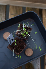 Seedling Growth: Up Close in a Planting Pot