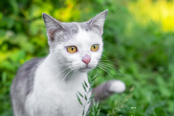 Grey and white cat with large eyes carefully watches prey in the garden