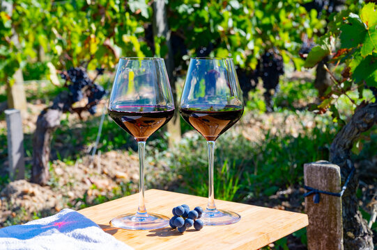 Tasting red Bordeaux wine, Merlot or Cabernet Sauvignon red wine grapes on cru class vineyards in Pomerol, Saint-Emilion wine making region, France, Bordeaux