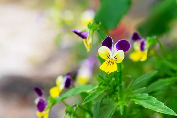  A viola pansy  in  garden, viola tricolor, little pansy © Volodymyr