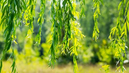 Outdoor-Kissen Willow branches with green leaves hang from the tree on a sunny day © Volodymyr