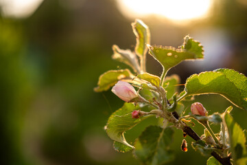 Hello spring. White pink apple blossom flowers in spring time. Background with flowering apple tree. Close up of fresh spring flowers in blooming garden park. Inspirational soft floral view