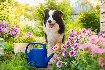 Outdoor portrait of cute dog border collie with watering can in garden background. Funny puppy dog...