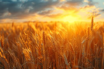 A serene view capturing the golden hour as sunlight bathes a wheat field, highlighting the textures...