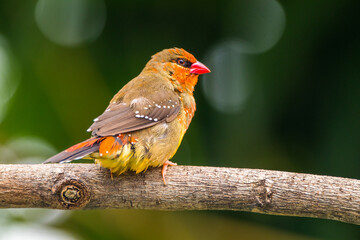 The red avadavat (Amandava amandava), red munia or strawberry finch, is a sparrow-sized bird of the family Estrildidae