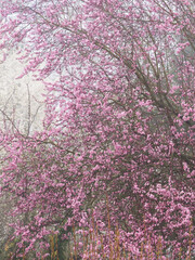 In Marburg blüht es Zierkirschenblüte, Nebel Dunst